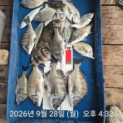 2시간전 [마산] 진동 피싱스타 // 가을 감성돔 계속 대박조황 1타 1피 [9/28] 에약가능 사진