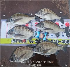 [마산] 뉴성진호/ 38.37.36 .35 .35.34 감성돔 외 대박 사진