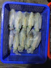 [통영] 무늬팁런...주중 예약가능합니다