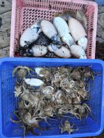 쭈갑조황 글만 보기 사진