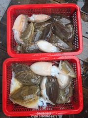 (건담호)갑오징어 실시간^^퍽퍽퍽 ^^ 내일 자리여유 사진