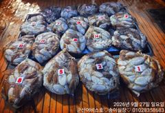 ♡어비스호~ 27일 갑오징어 사이즈 마릿수 초대박♡