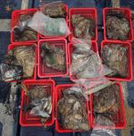 쭈갑문어조황 글만 보기 사진