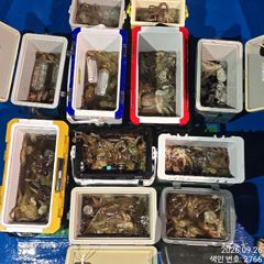 계속해서 쏟아지듯 올라와 대~박치고 잡고온 야간`돌문어 잡으러 출조 갑니다@ㄴ화,수,목요일~몇 자리 예약가능
