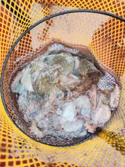 인생문어 2kg 2마리 1.7kg 1.5kg 등 배전체 350마리 장원 31마리(동영상조뢍)