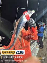 [갈치/텐빈/텐야]28일 입항조황~굵은씨알부터~잔씨알까지[화.수.목예약가능]