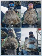 [무창포아파치호] 9월28일(월), 쭈갑 병행출조, 갑오징어들 느나느나합니다. 오늘도 쭈갑 망태기 빵빵한 조황~ 이번주 30일(수)부터 자리여유, 전화주세요~ 010-8422-0866 사진
