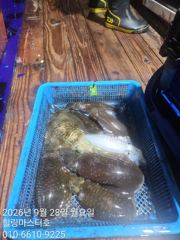거문도 무늬오징어 1.7kg.1.5kg등 배 전체 250마리 장원 24마리