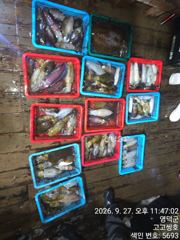 9월28일 팁런 조황