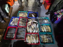 ★만진1호 9월28일 무늬오징어---
