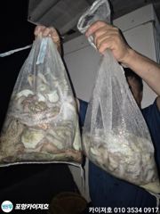 [포항] 28일 야간 돌문어 대단!!