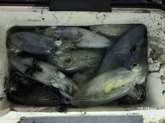 1   [거제] 야간(무늬 팁런) 사이즈 끝장~마리수 굿초이스~대동낚시(오늘밤 … 1