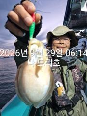 29일, 군산은 갑오징어 천국~잘나오고 있어요~실시간~군산낚시프라자 나드리호