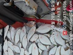 ◆◆28일.군산샤크호◆◆광어다운샷조황◆◆내일갑오징어자리여유