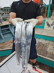 준내만 4지급 텐빈 새벽피딩 갈치 대박 쿨러 가득 조황! 내일무조건 출항자리여유많음