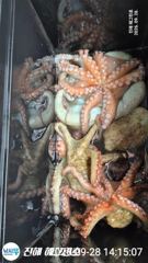 ■ 대물급 돌문어 연일 "1700g, 1500g, 1300g급등 마리수조황 대박!!
