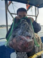 [무창포아파치호] 9월29일(화), 초보자 위주의 회사 동료 야유회 독배출조, 튼실한 쭈갑들로 즐겁게 손맛보고 왔습니다. 내일(30일,수)부터 자리여유, 전화주세요~ 010-8422-0866