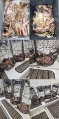 문어,1500,1200외키로,중치,왕창,,(예약가능)