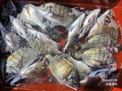 [통영] 경동레저(신광) 선외기낚시 흘림찌낚시 감성돔 뻰찌 조과