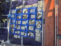 9월29일평택항빅스타쭈.갑조황.