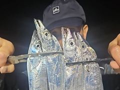 내만갈치 씨알 후덜덜! 쓸어담고 오늘도 만쿨~!!
