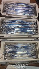 "내만갈치"엄청나게 잡고왔습니다~피딩으로 시작~피딩으로 마무리~!!(오늘예약가능)