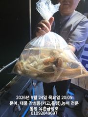 통영 금정호 오전문어선상 내일 정상출항! 자리있습니다 주말 자리여유