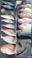 9월29일 대부시리 엄청 터트리고 참돔6찌든 찡한손맛.몸맛