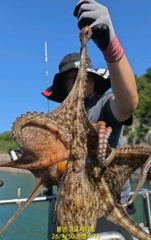 [통영] (실시간)가을 王문어 500~600g 마릿수 시작 고고써니호(1…