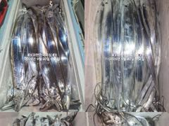 내만갈치~피딩~3지전후로 퍼담고~최대 1인2쿨러빵빵~예약가능