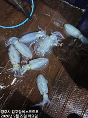 [경주] 주간은 대삼치 야간은 무늬오징어 예약중입니다