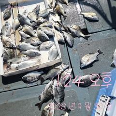 [고성] 30일 감성돔 꾸준한1타 1피