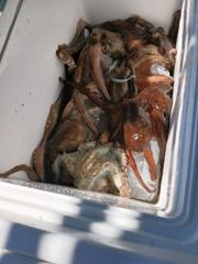 삼천포 문어낚시 이번주 일요일 2자리 여유 있습니다. 사진