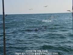 [경주] 돌고래를 찾았는데 대멸치만 가득히...!