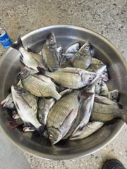 2026년 9월 30일 지인과 둘이 다녀온 감성돔 낚시 조황입니다.