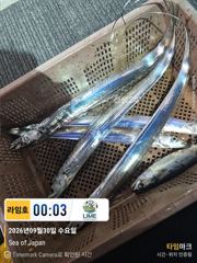[통영 라임호] 9/30일 입항 조황. 밤새 너울파도 힘든하루~!. 이젠 새벽 타임인가~?