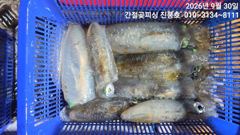 30일 야간무늬무시급으로~쭈욱쭈욱