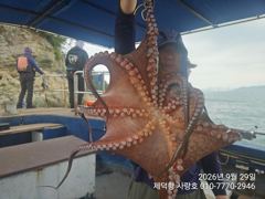 "갯바위"돌문어 1100g1000g외 개인12수12수11수10수등 전원 마릿수 조황
