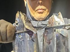 [진해] 내만갈치 시즌최고씨알~타작했습니다!! (오늘예약가능)