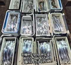[진해] 1일,내만갈치,호조황연속,엄청나게 나옵니다.오늘출항(목,금,월~…