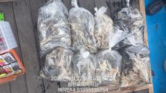 (삼천포)황금물때 주꾸미 70여수 쩍쩍~로마피싱(2일예약)