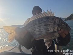 [부산] (대림) !!~45.감성돔외~마릿수~~찌낚~조황 입니다.....…