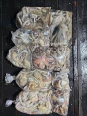 9월30일 용궁1호 야간문어 철수조황입니다