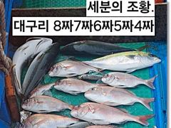 [부산] 진진-대~박! 대물 참돔 8짜7짜6짜! 그리고 5짜4짜 퍽퍽퍽!…
