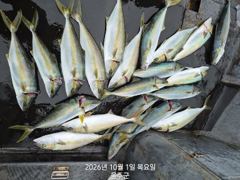 강양호 금일 부시리 조황 ᆢ