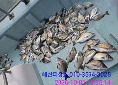 [고성] 해신피싱호 감성돔 3짜 외 100수이상 조황입니다.