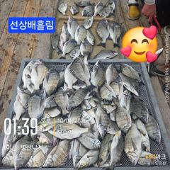 [고성] 병산 감성돔37외 마리수 선상배&선외기흘림조황~~