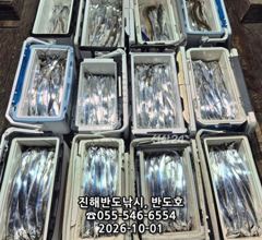 [진해] 1일,내만갈치,호조황연속,엄청나게 나옵니다,내일출항(금,월~예약…