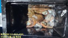 포항 돌문어 선상조황!