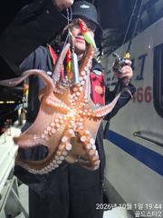 야간문어 실시간~~~싸이즈좋구 마릿수대박~(금요일야간예약중